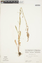 Rumex hastatulus image
