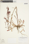Rumex hastatulus image