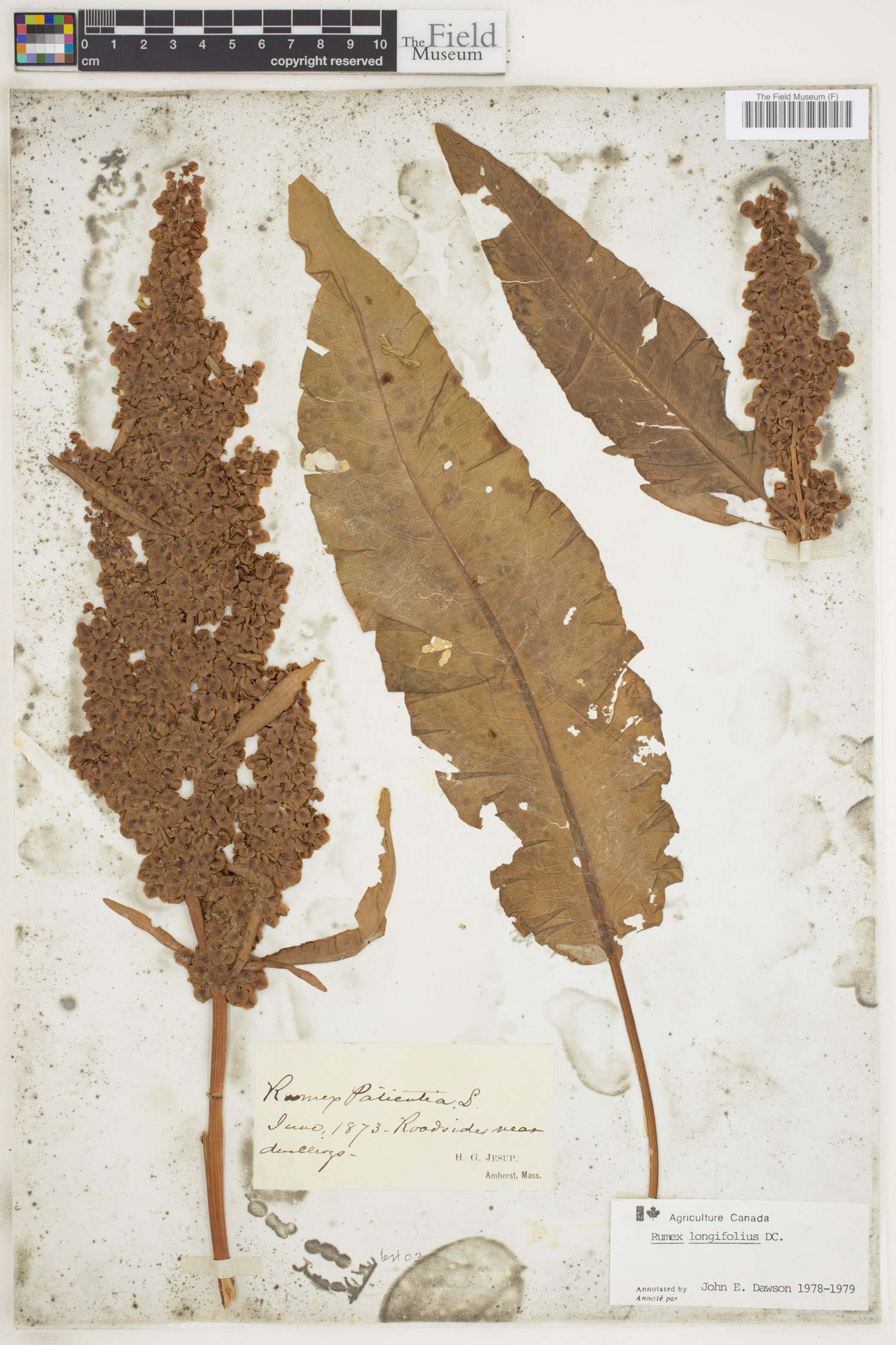 Rumex longifolius image