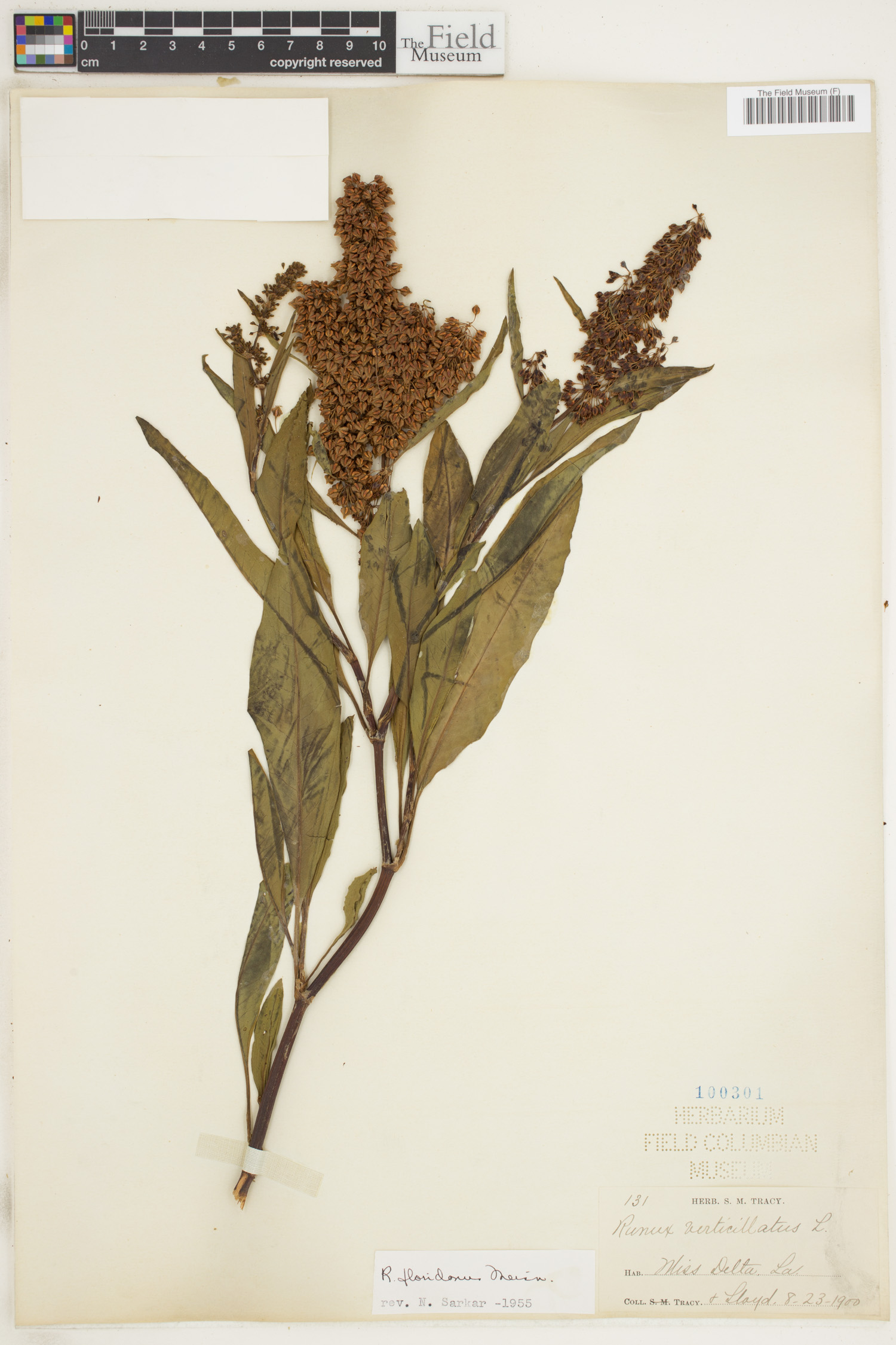 Rumex floridanus image