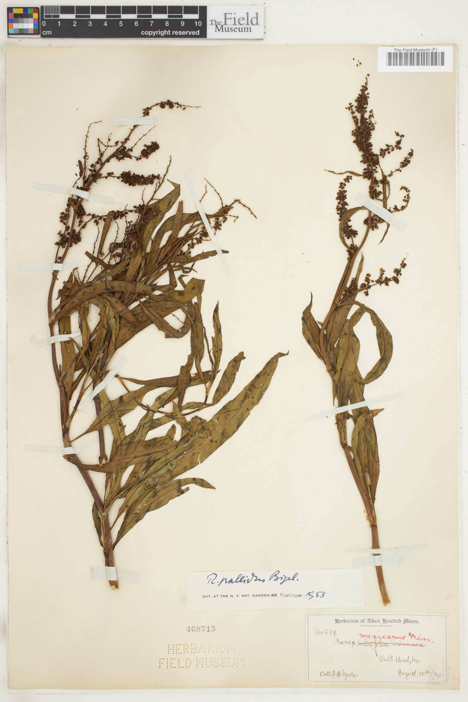 Rumex pallidus image