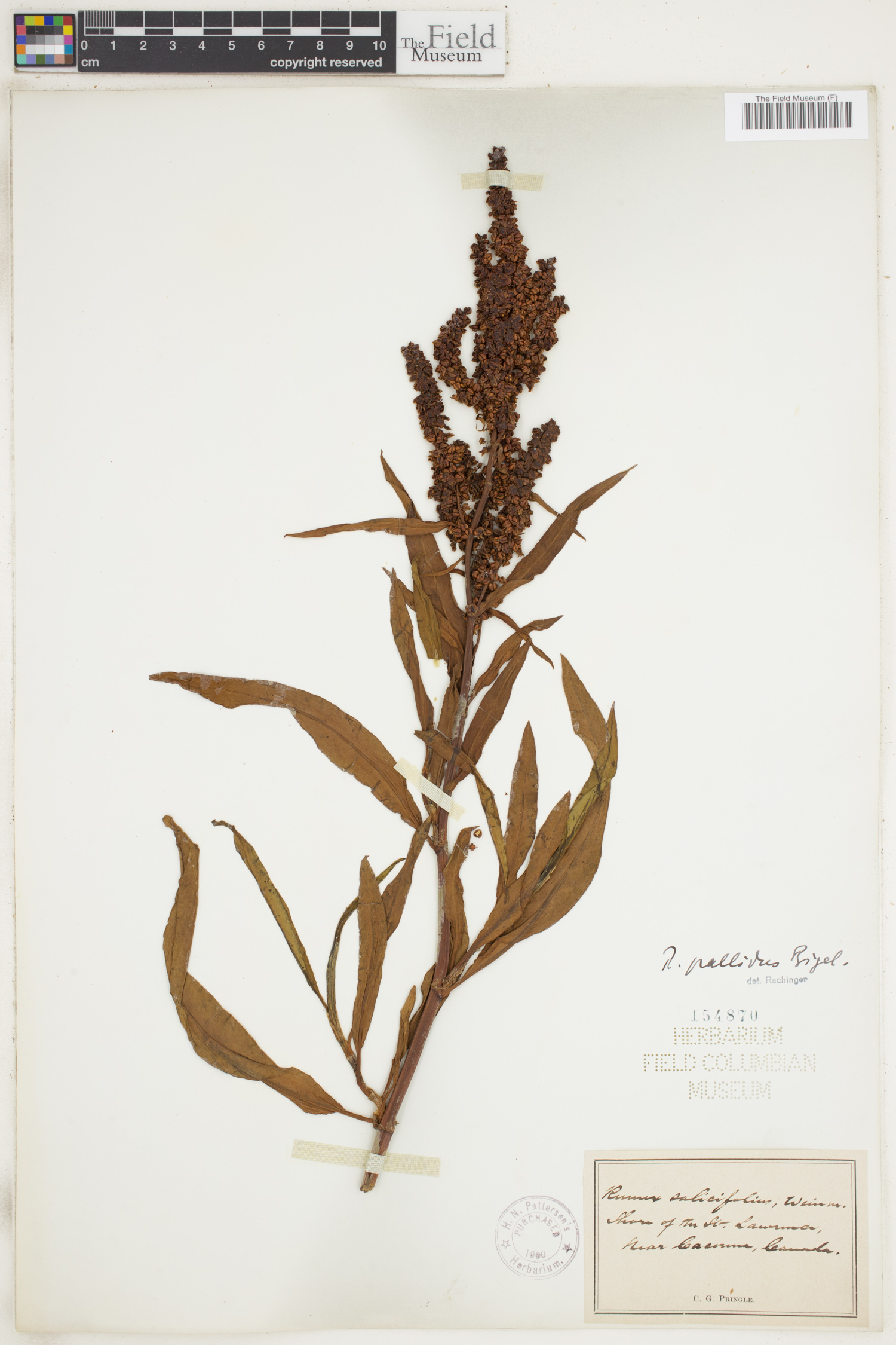 Rumex pallidus image
