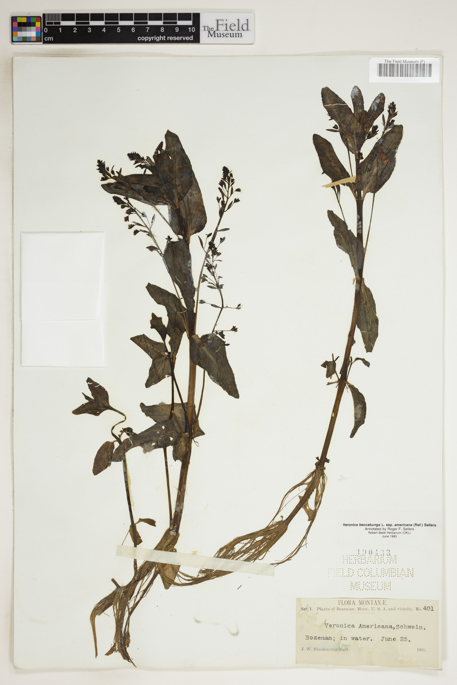 Veronica beccabunga var. americana image