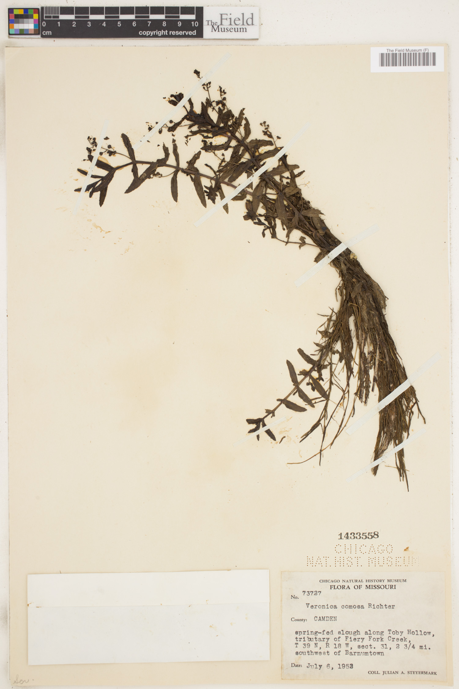Veronica grandiflora image