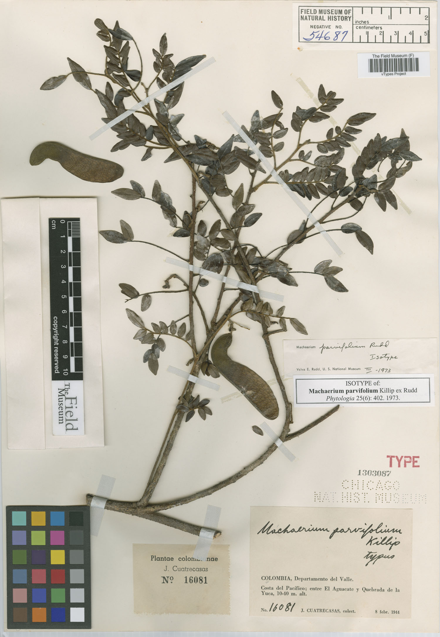 Machaerium parvifolium image