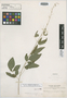 Meibomia variegata image