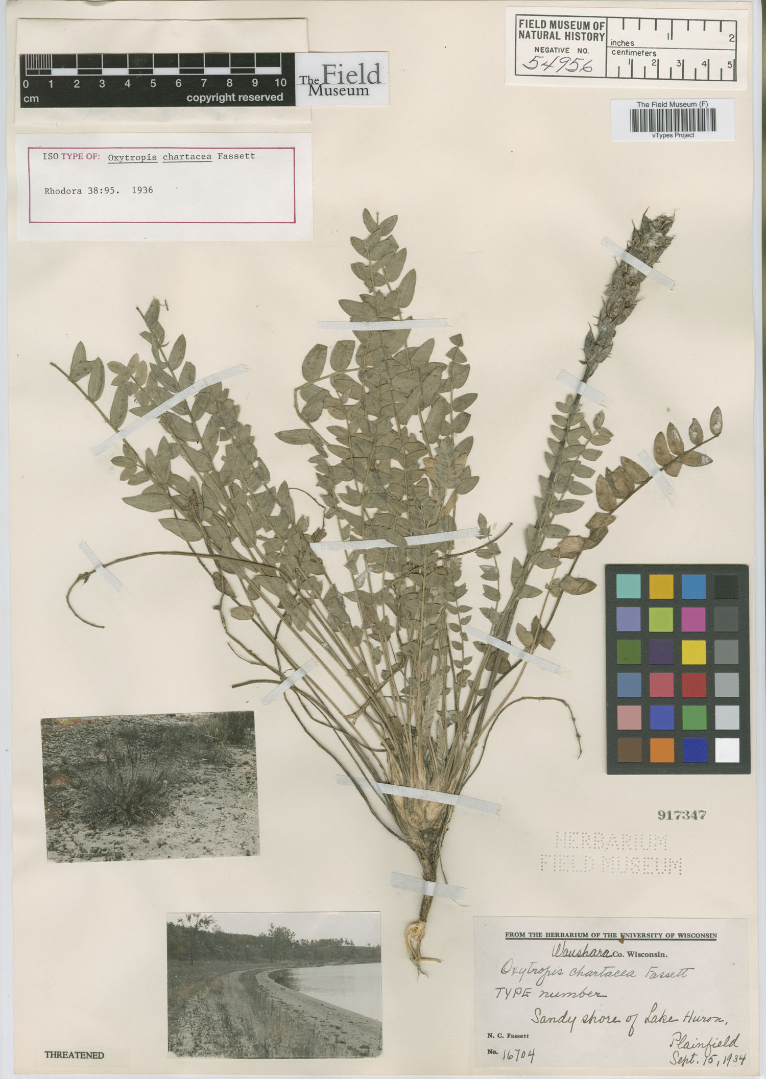 Oxytropis chartacea image