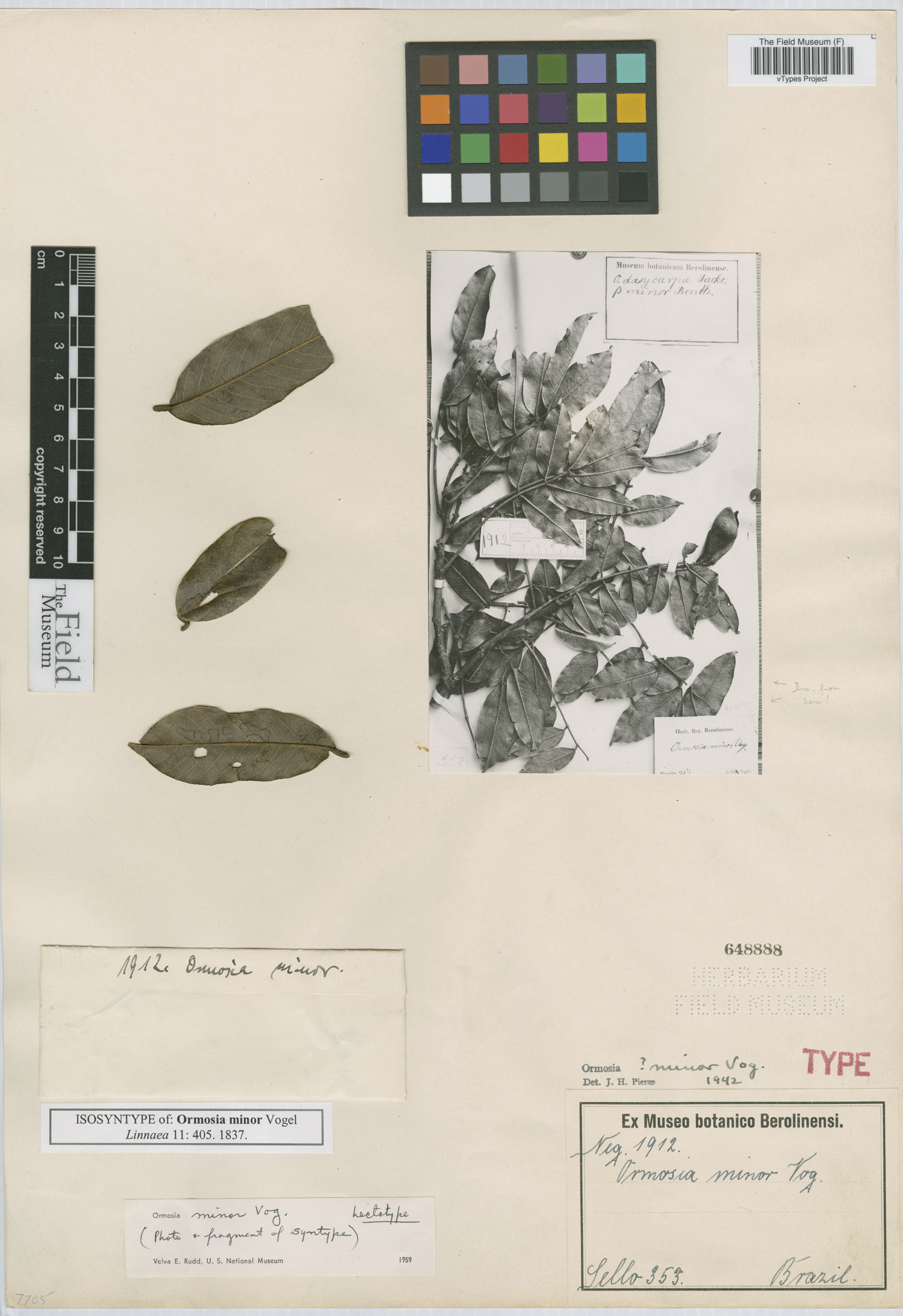 Ormosia minor image
