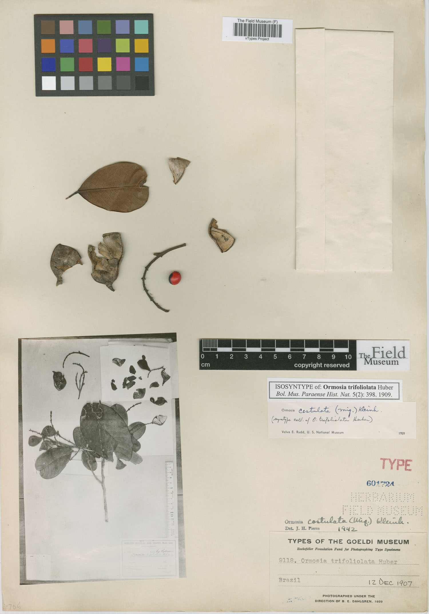 Ormosia costulata image