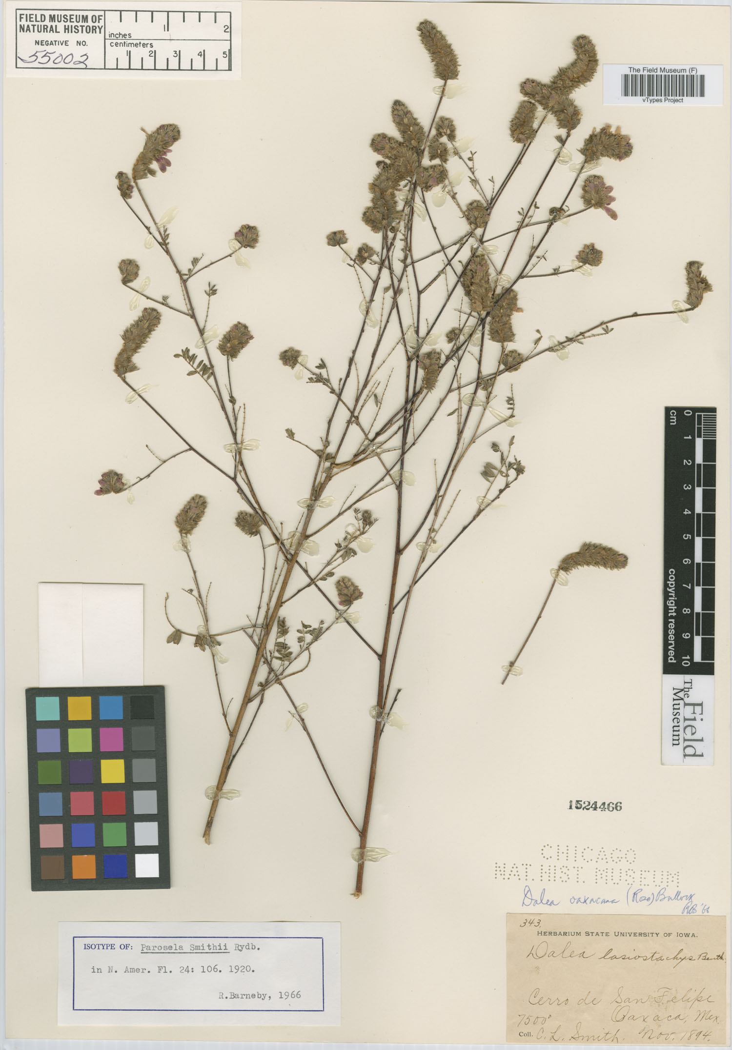 Parosela smithii image