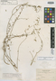 Patagonium grandidentatum image