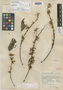 Piscidia grandifolia image