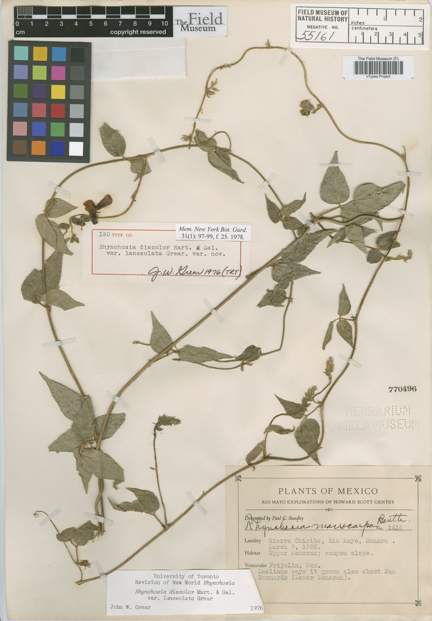 Rhynchosia discolor var. lanceolata image