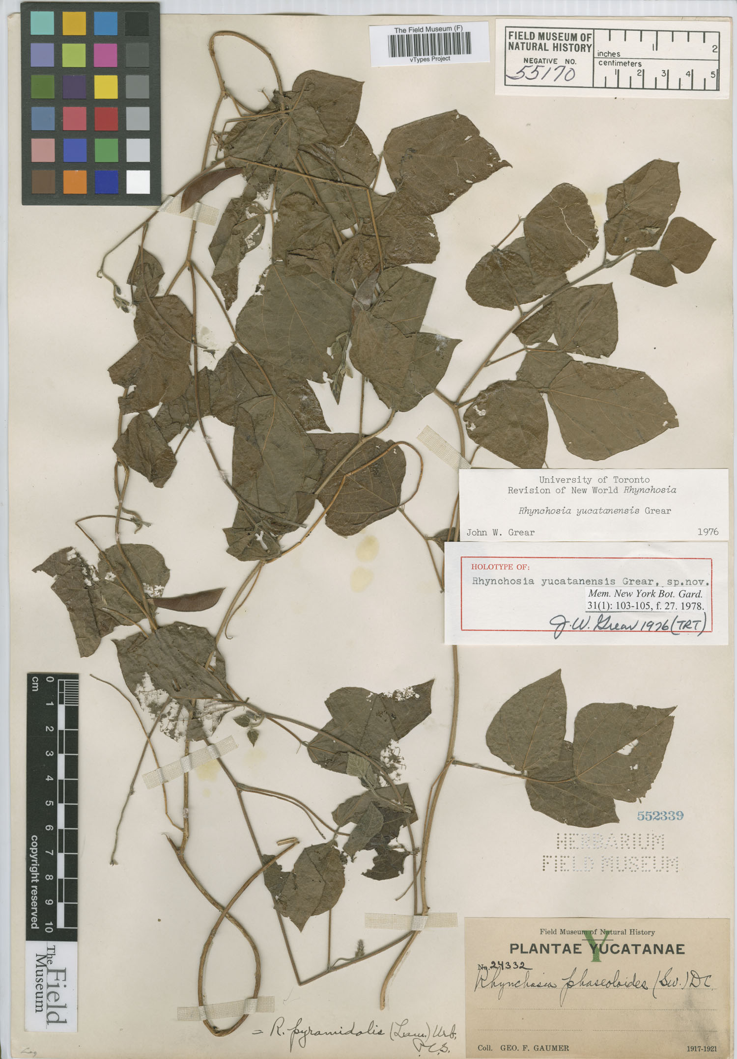 Rhynchosia yucatanensis image
