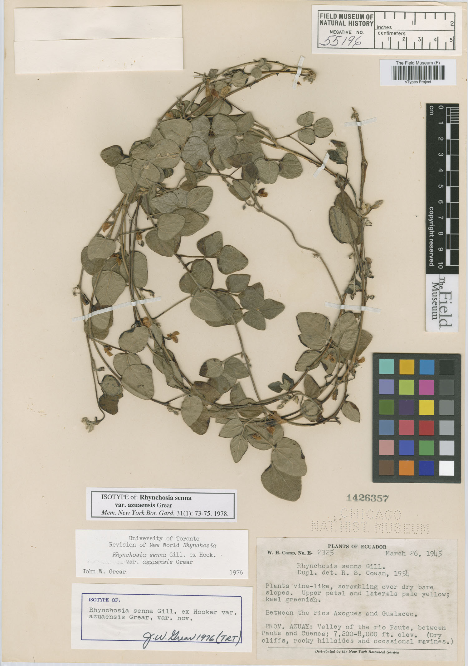 Rhynchosia senna var. azuaensis image