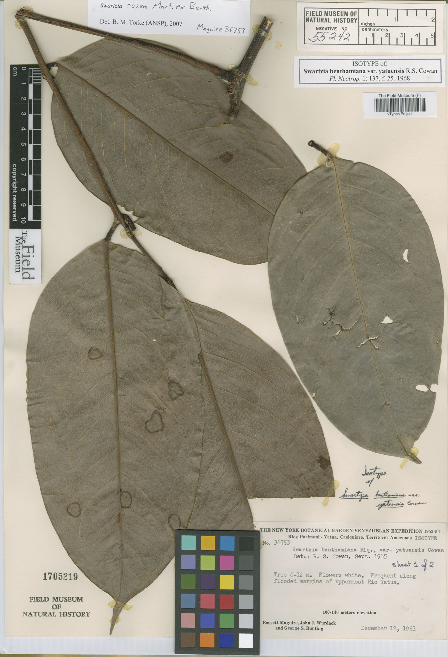 Swartzia benthamiana var. yatuensis image
