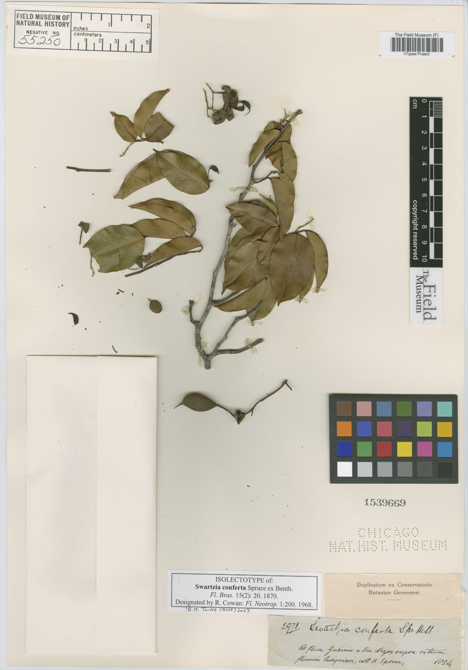 Swartzia conferta image
