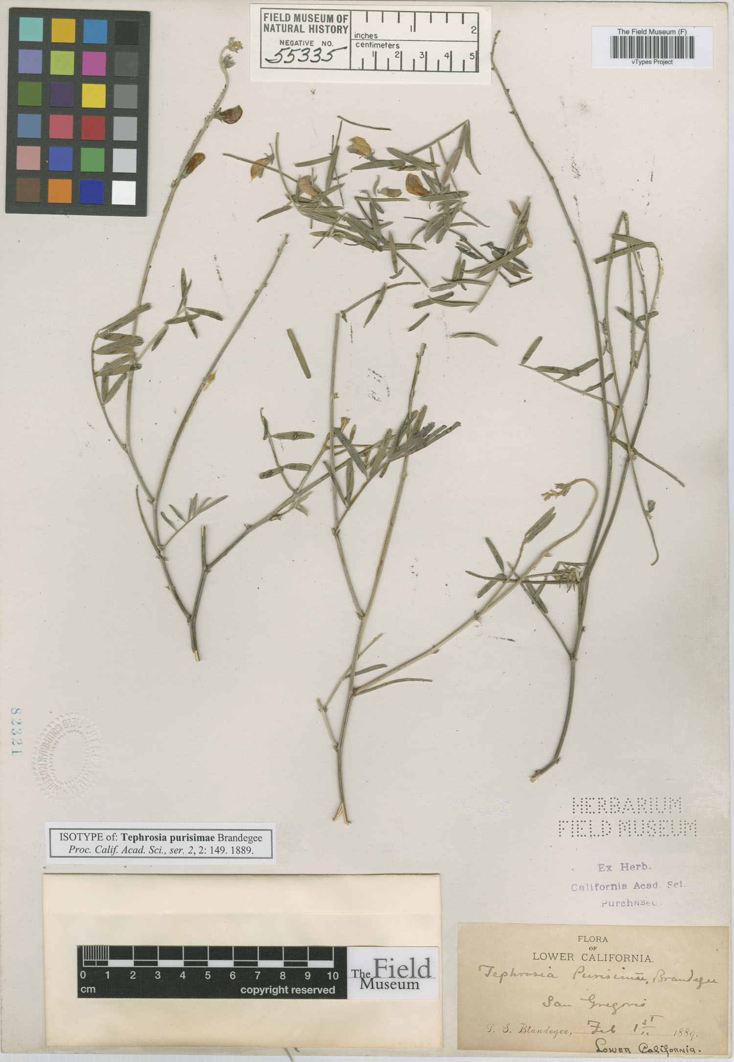 Tephrosia palmeri image