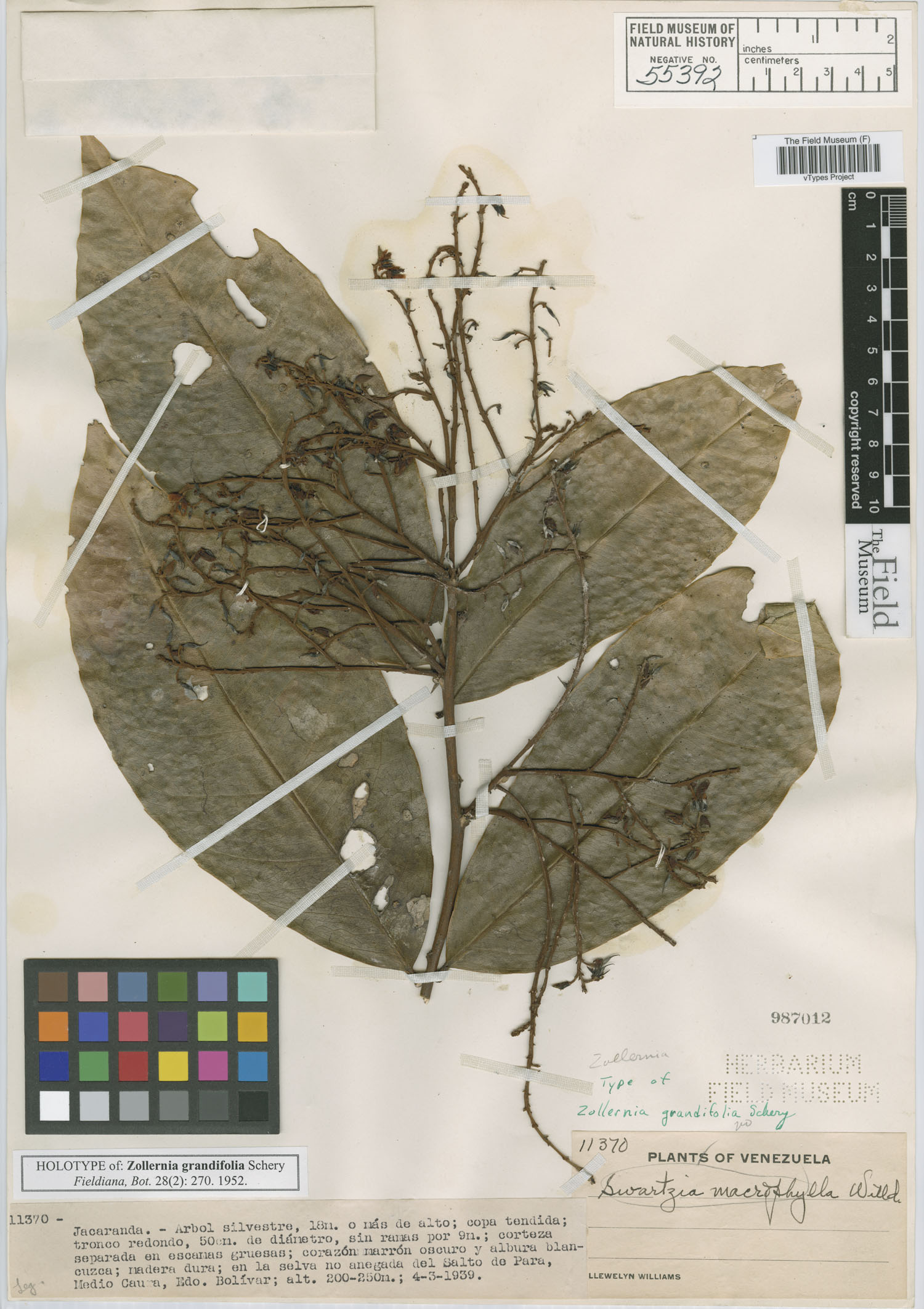 Zollernia grandifolia image