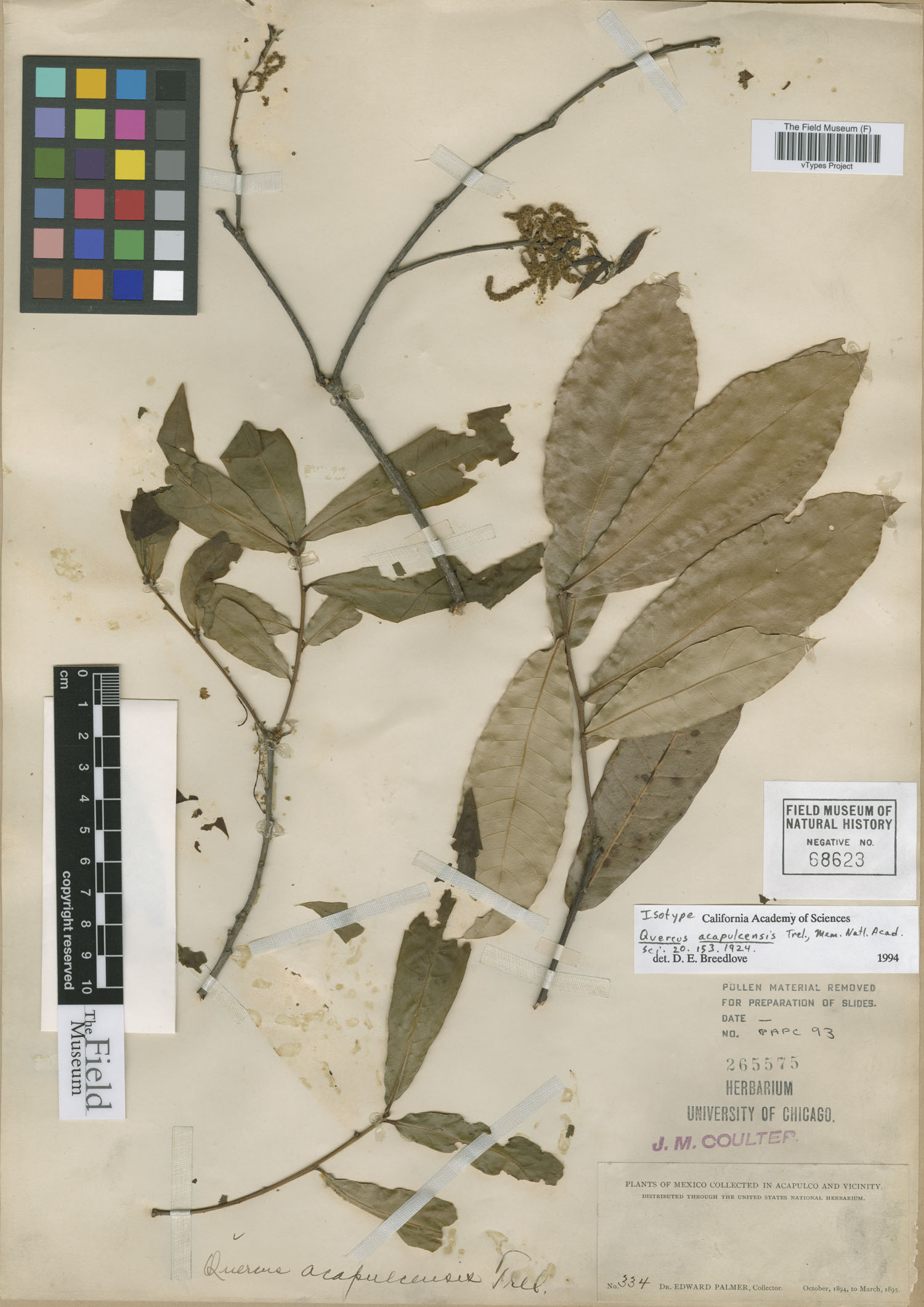 Quercus acapulcensis image