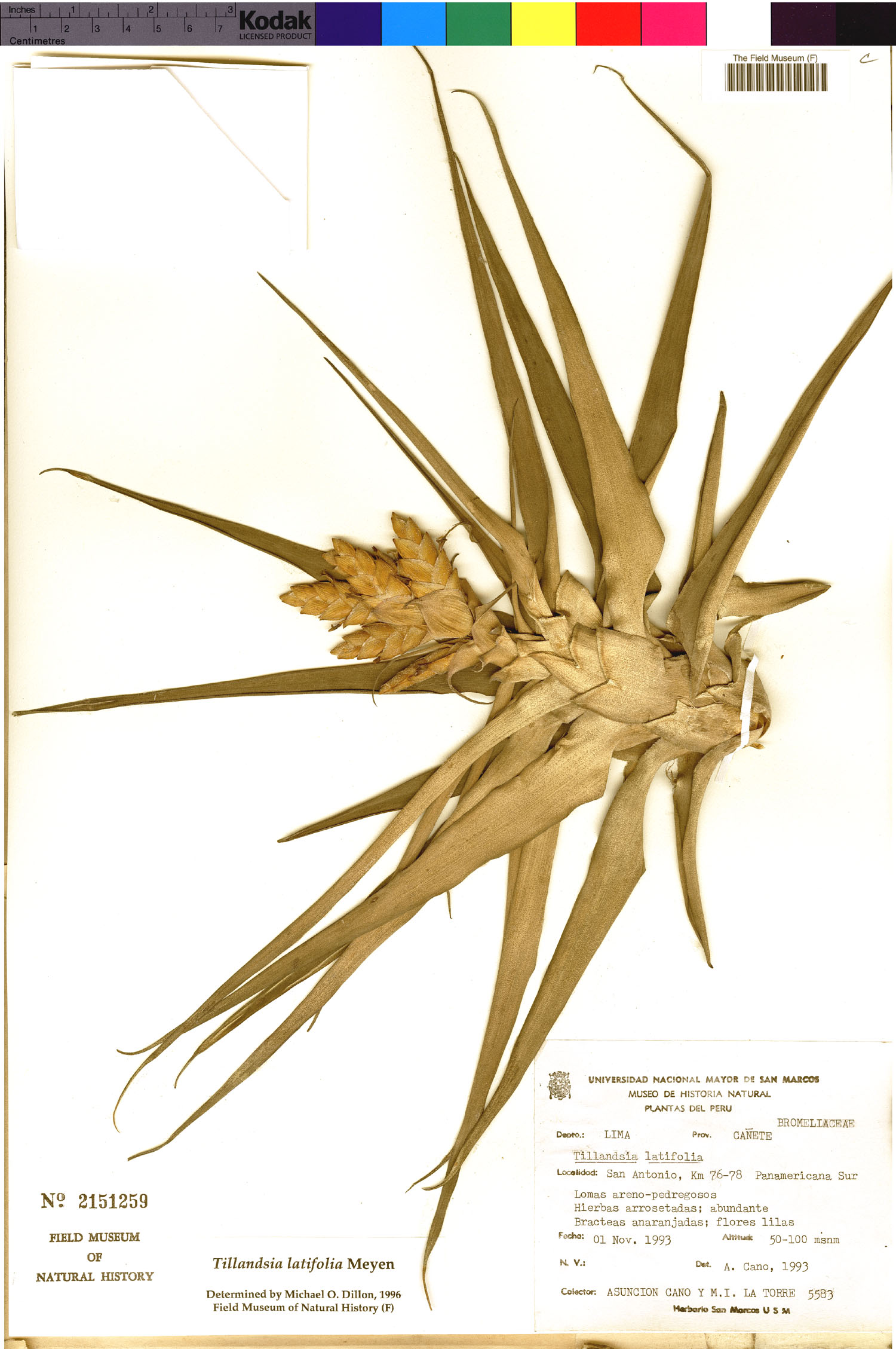 Tillandsia latifolia image