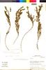 Paronychia johnstonii var. scabrida image