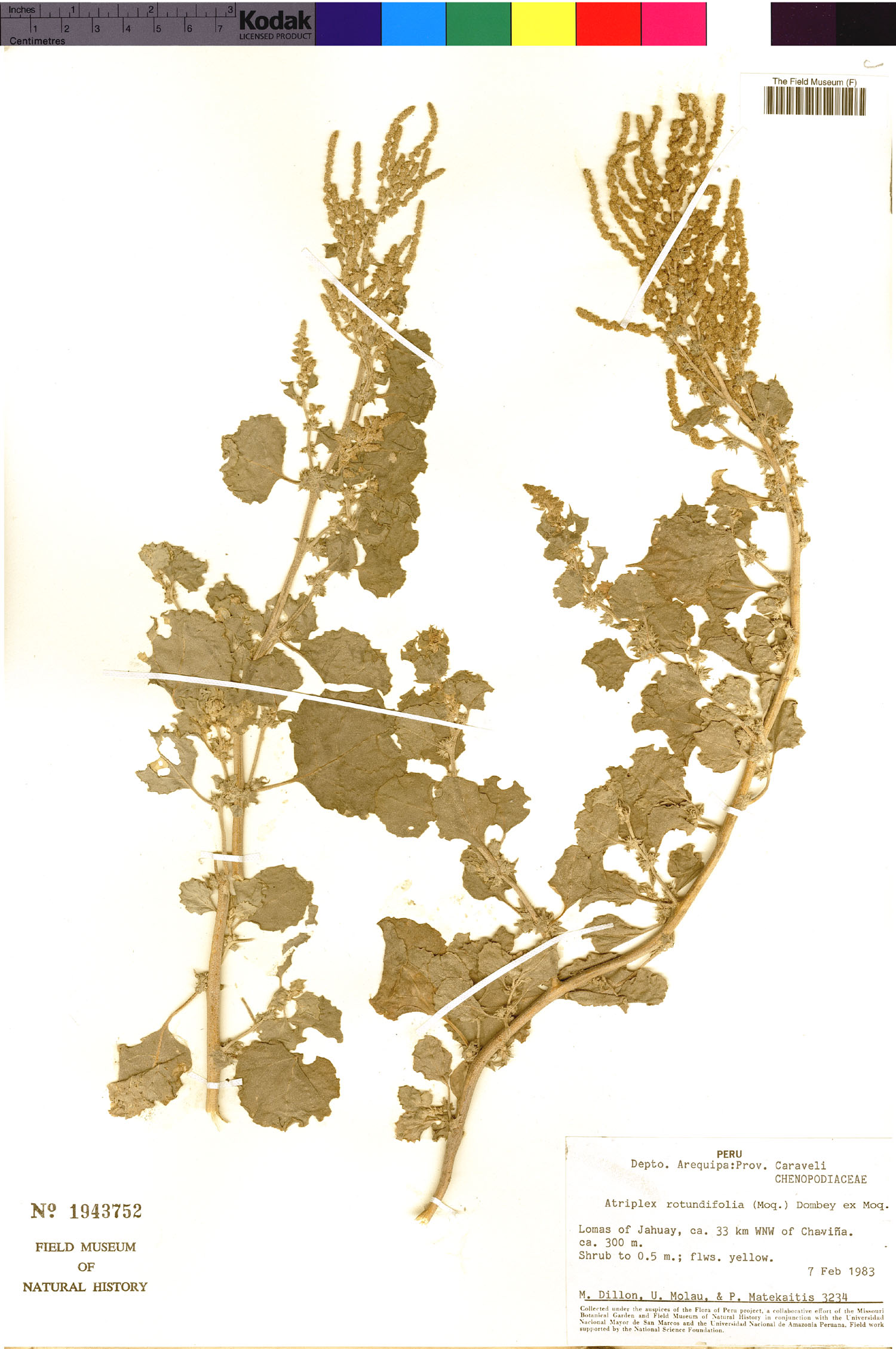 Atriplex rotundifolia image