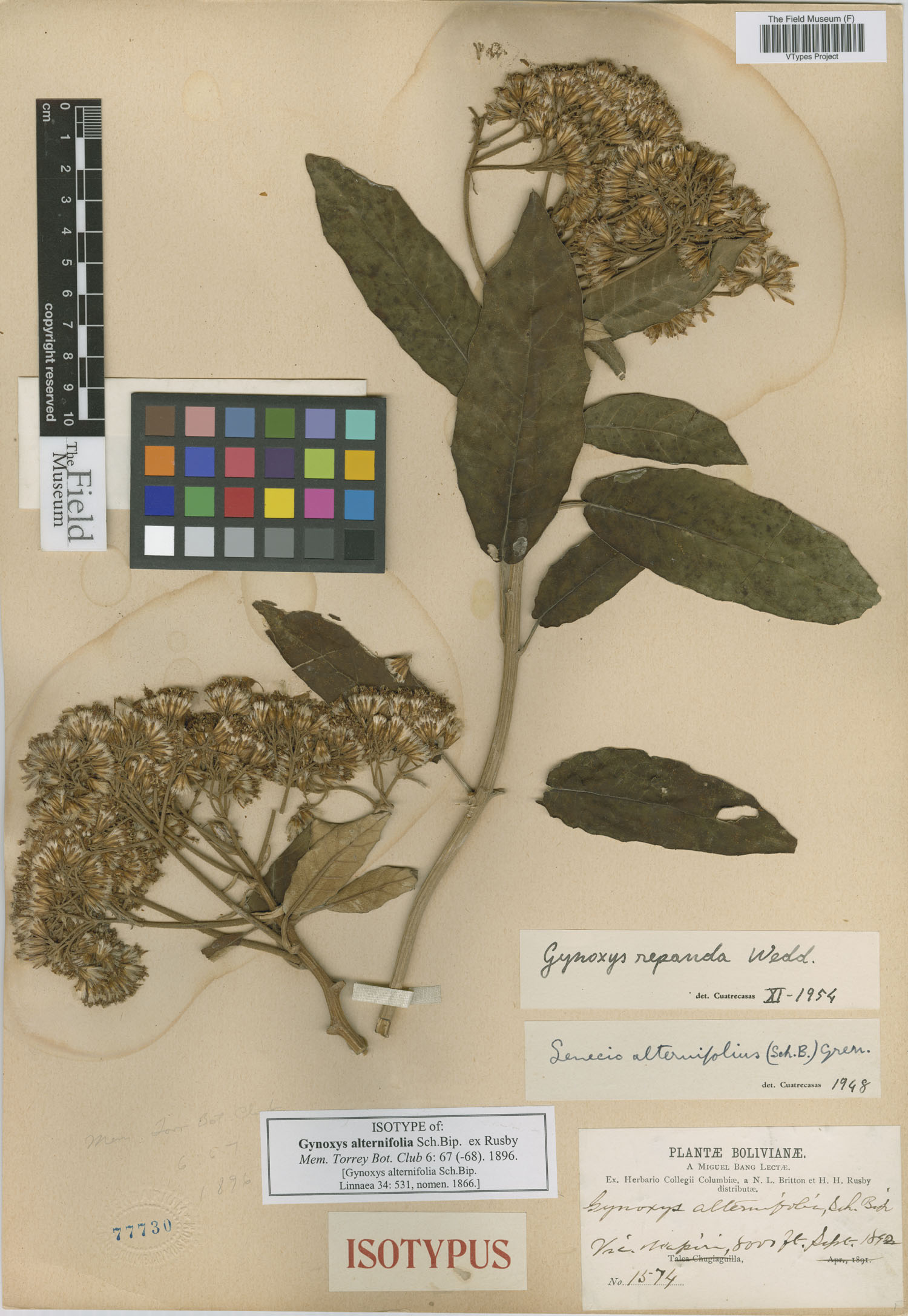 Gynoxys alternifolia image