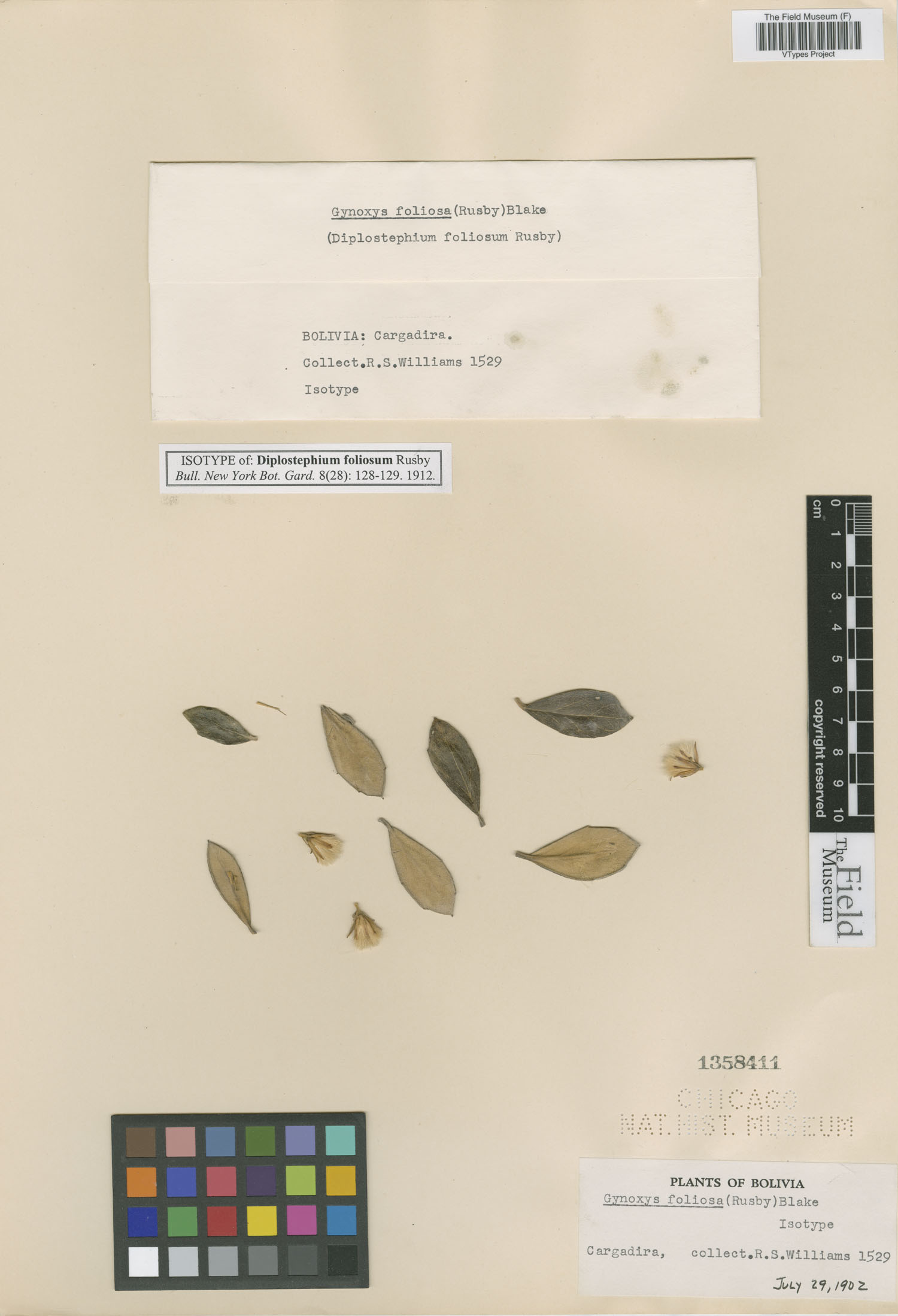 Gynoxys foliosa image