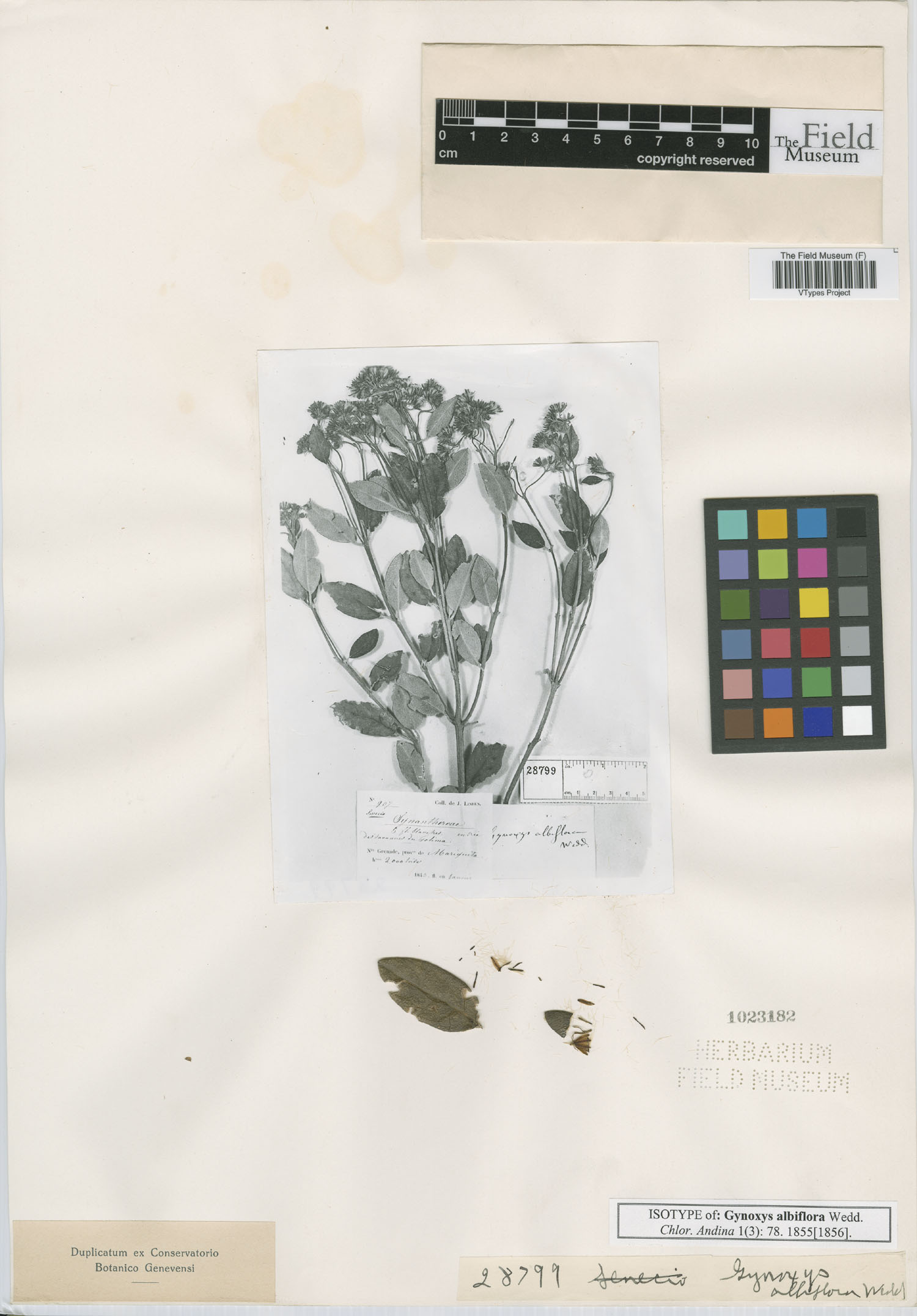 Aequatorium albiflorum image