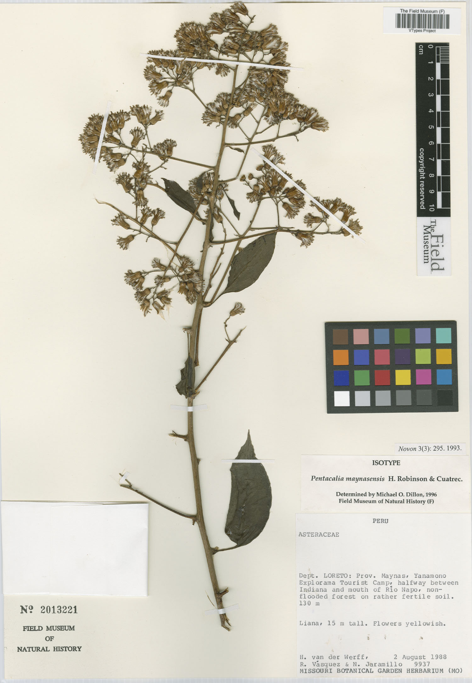 Pentacalia maynasensis image