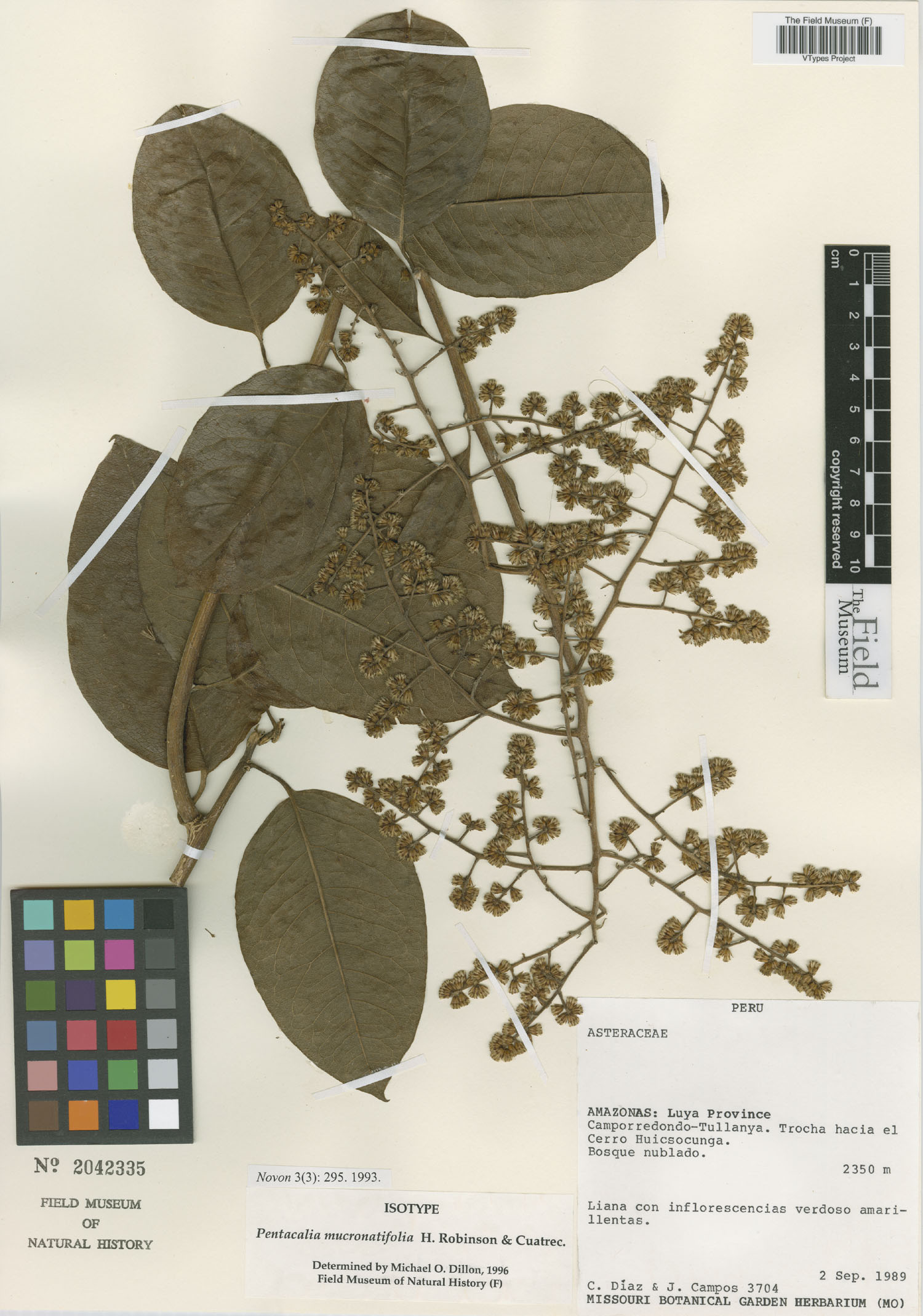 Pentacalia mucronatifolia image
