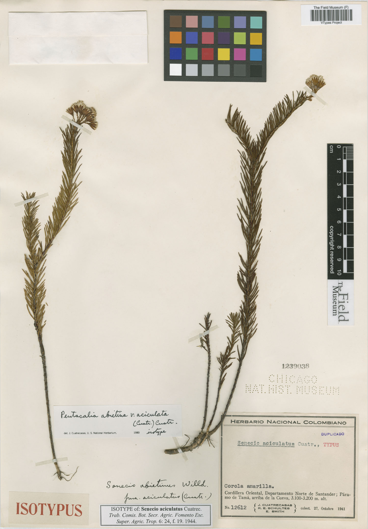 Monticalia abietina var. aciculata image