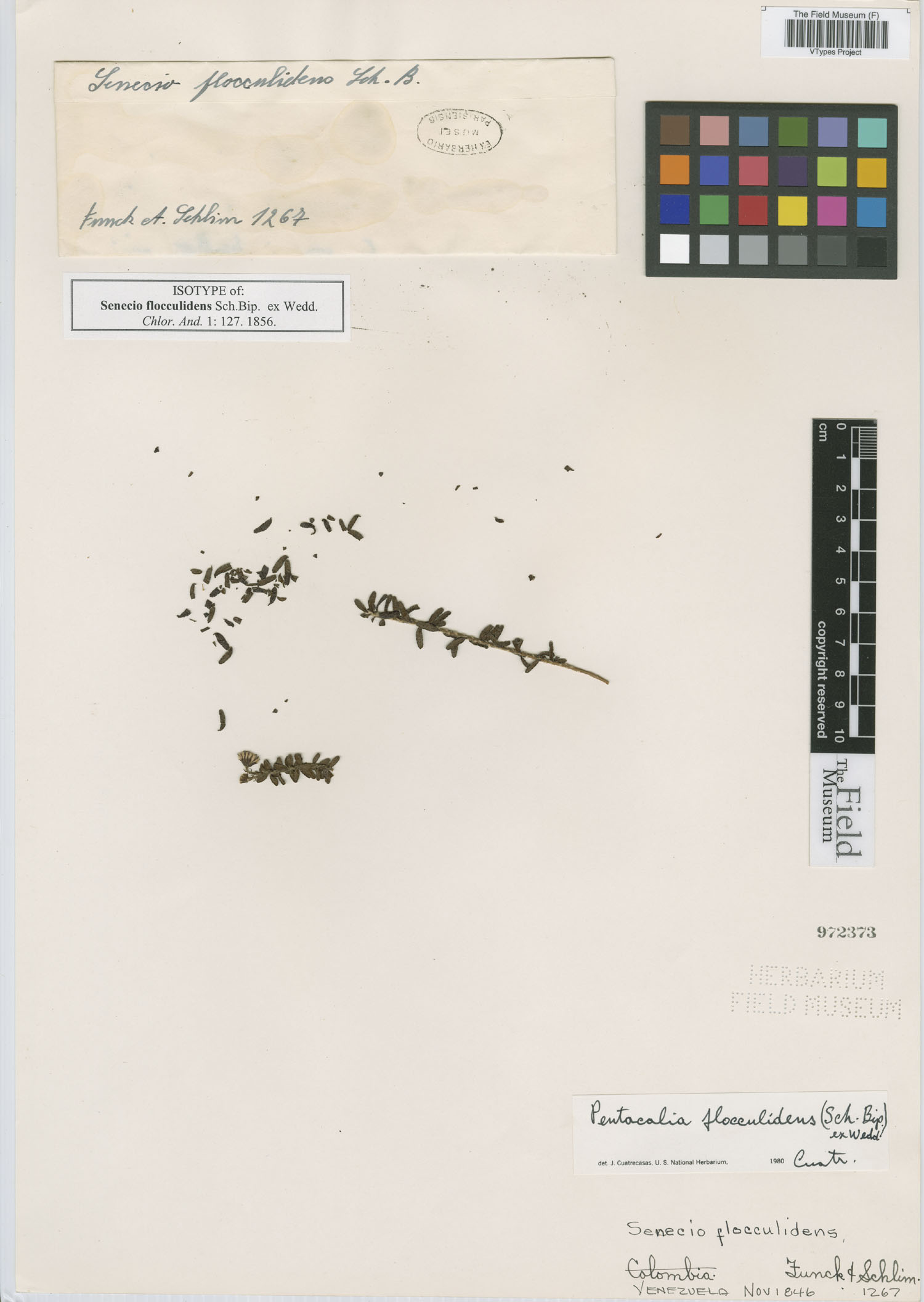 Monticalia flocculidens image