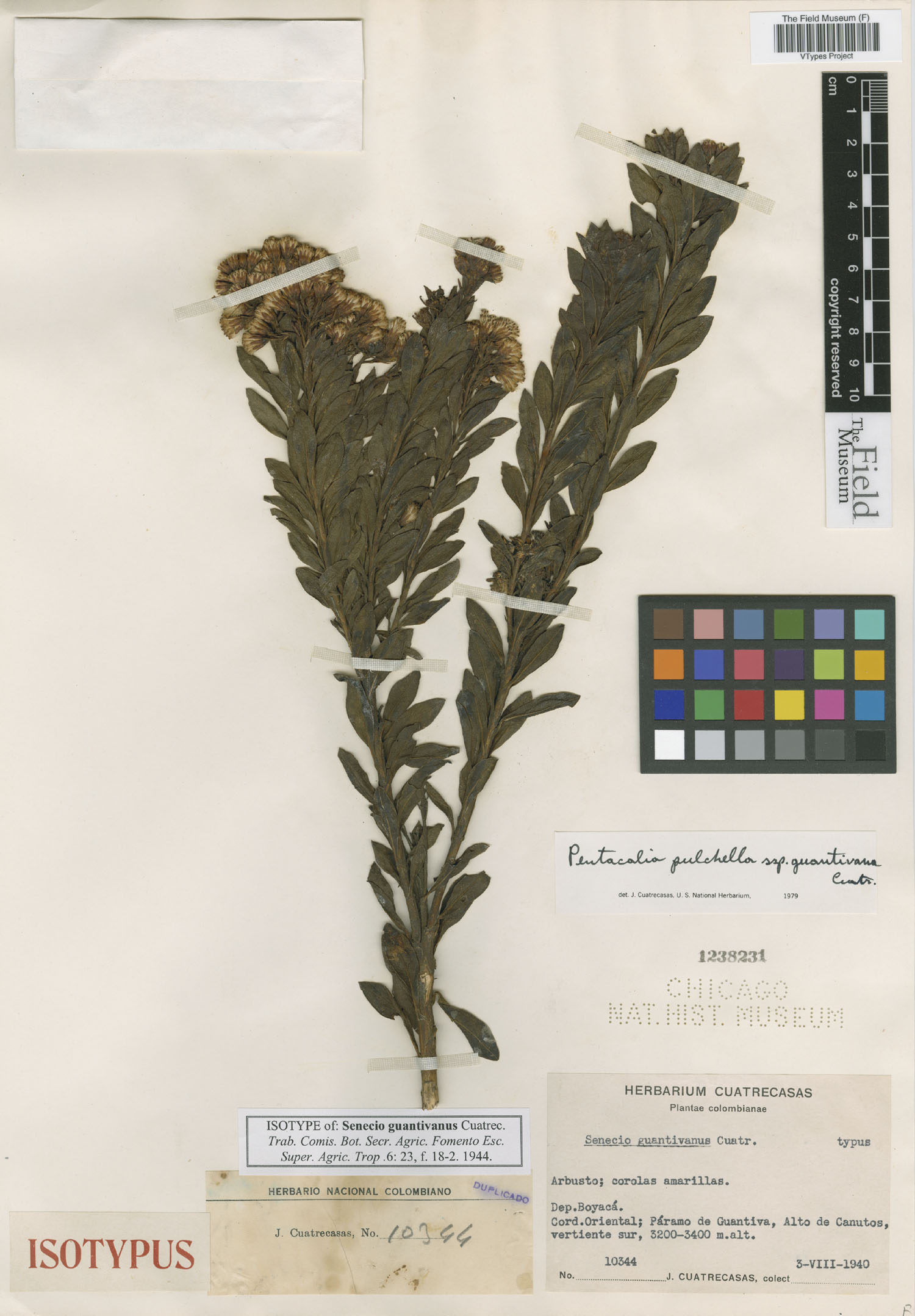 Monticalia pulchella subsp. guantivana image