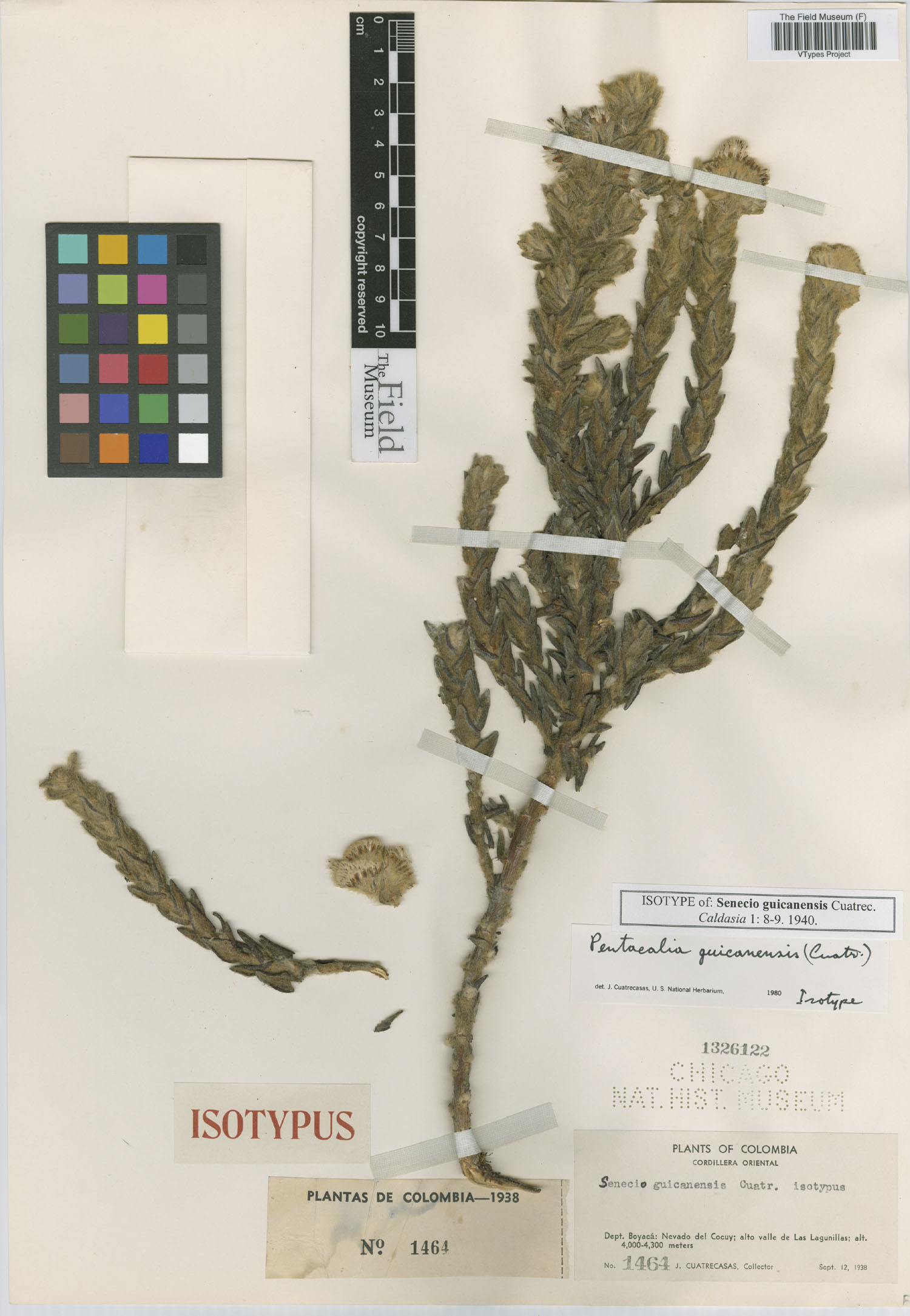 Monticalia guicanensis image