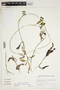 Potamogeton illinoensis image