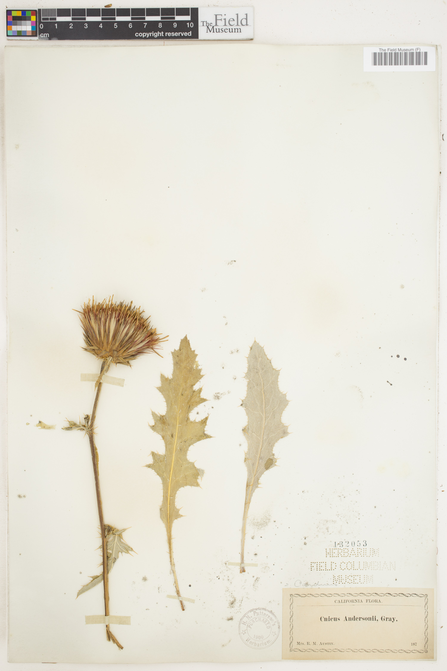 Cirsium andersonii image