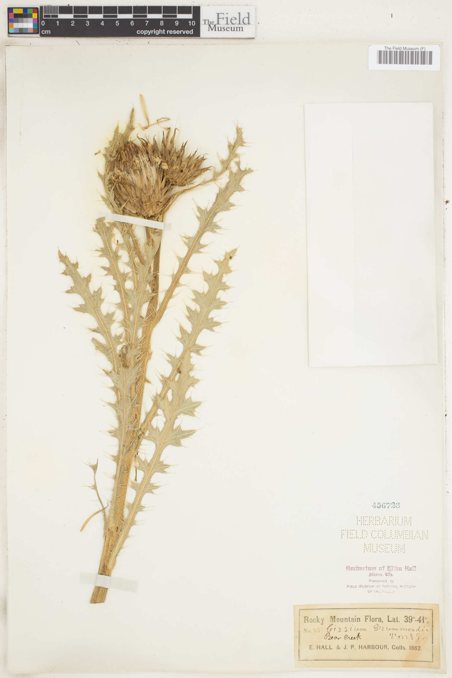 Cirsium drummondii image