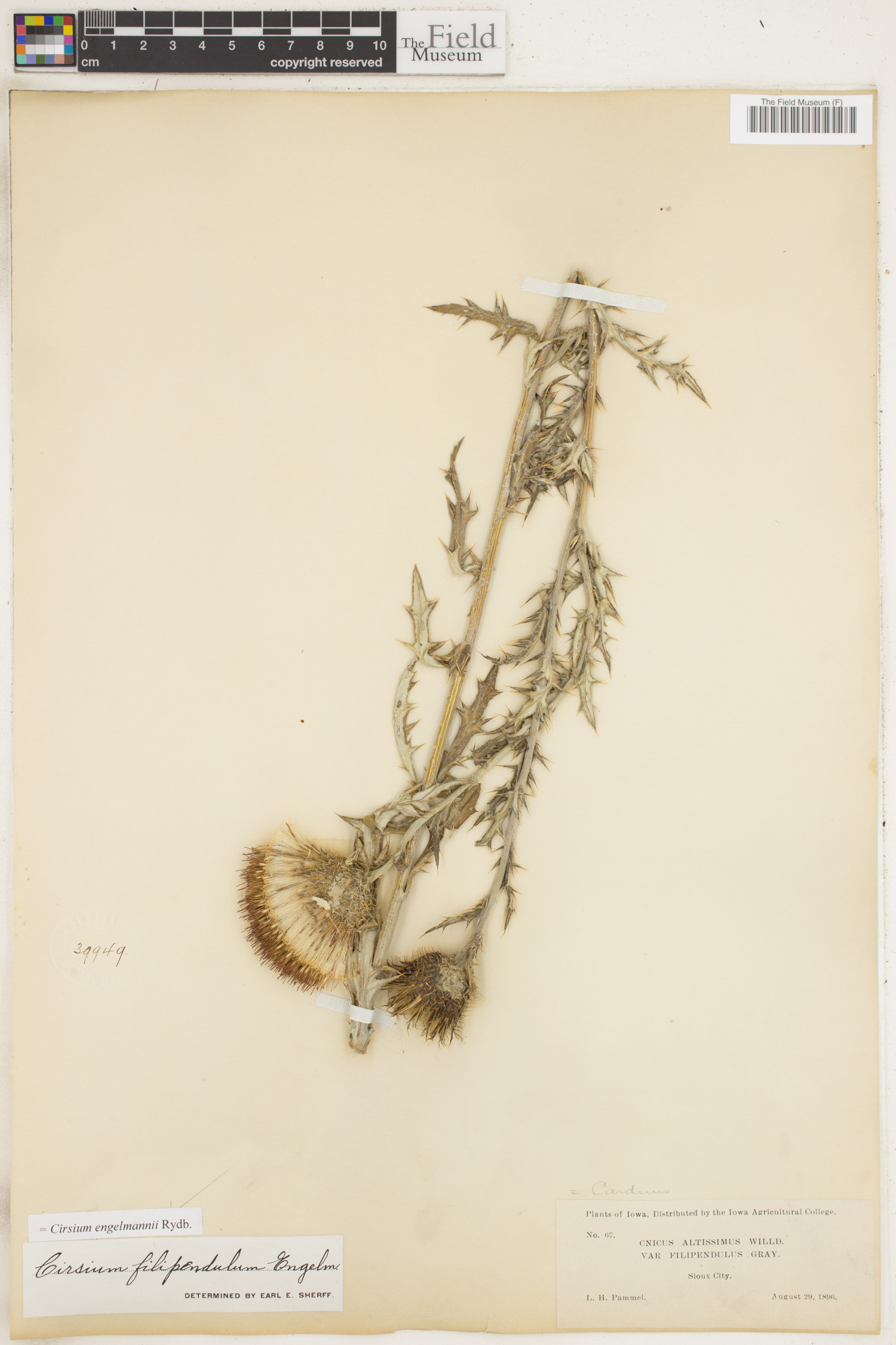 Cirsium engelmannii image
