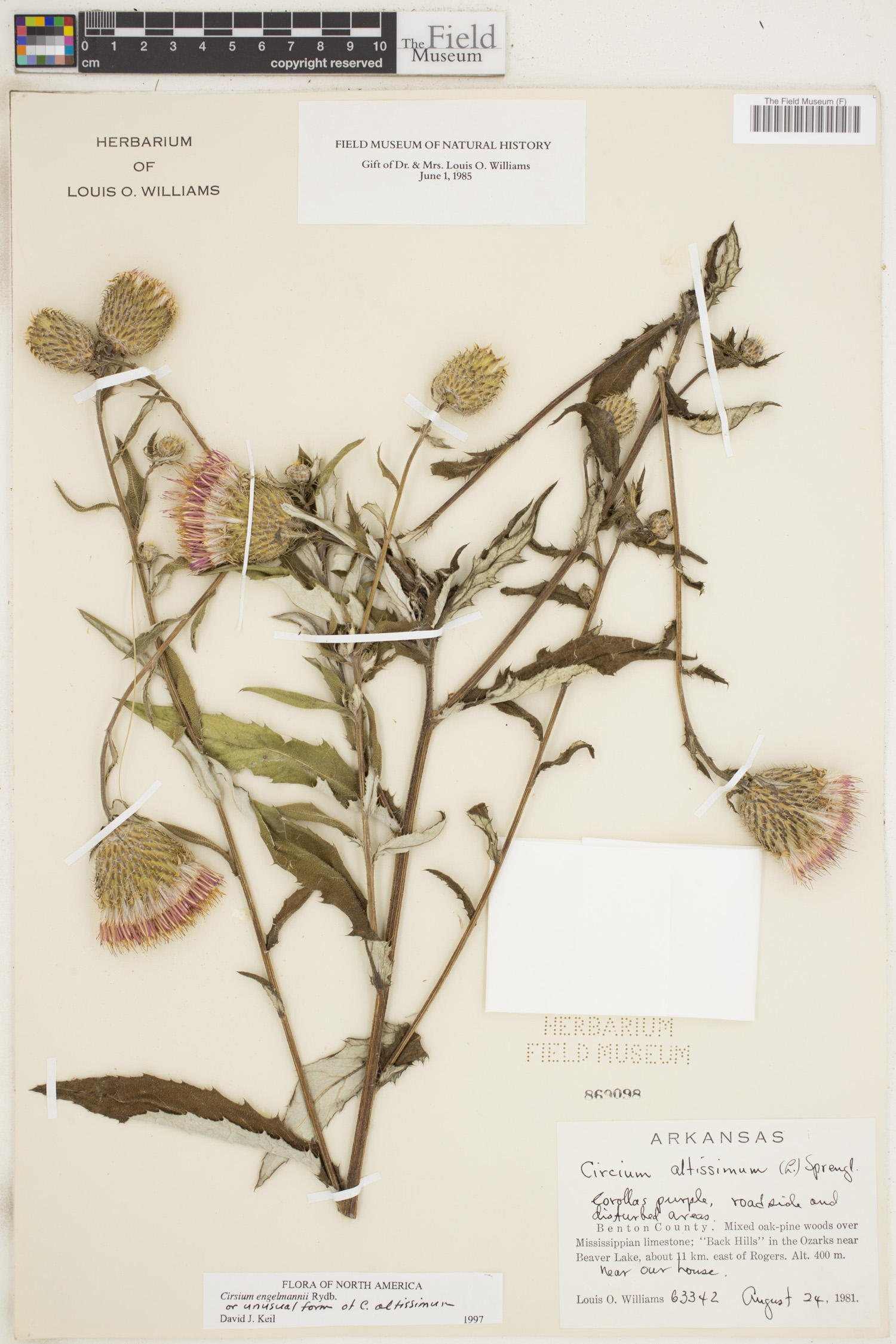 Cirsium engelmannii image