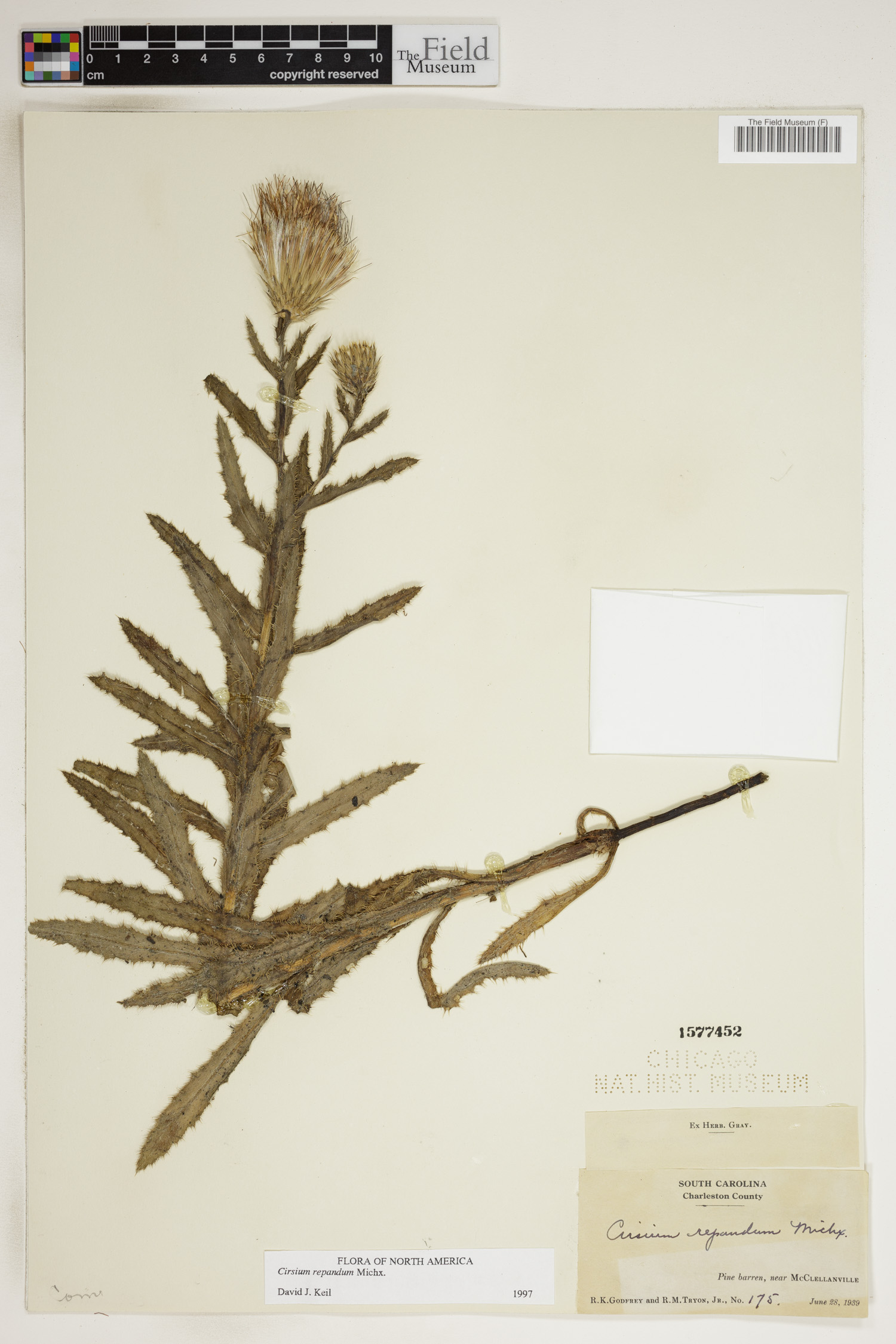 Cirsium repandum image