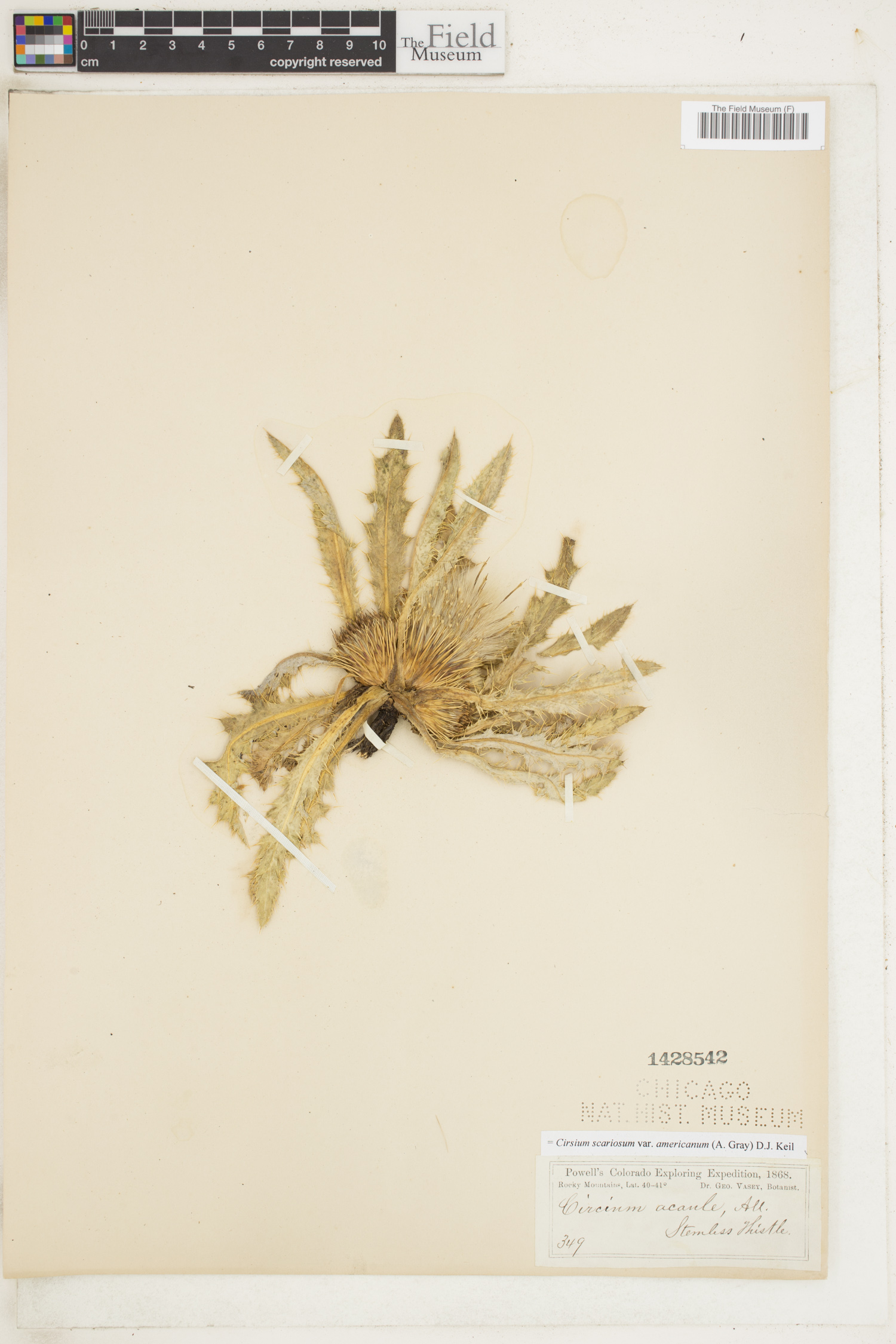 Cirsium scariosum var. americanum image