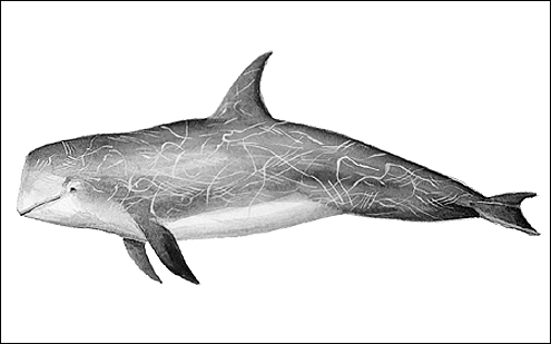 Risso's dolphin. (c) P Hamilton 