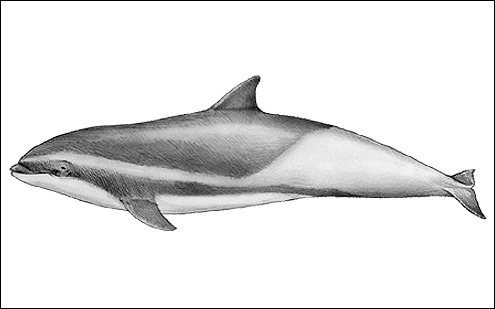 Fraser's dolphin, lomod, mayahon. (c) P Hamilton 