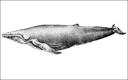 Humpback whale. (c) B Mehl 