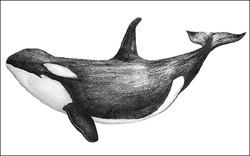 Killer whale, Orca. (c) R Banasiak (c) Field Museum of Natural History - CC BY-NC 4.0