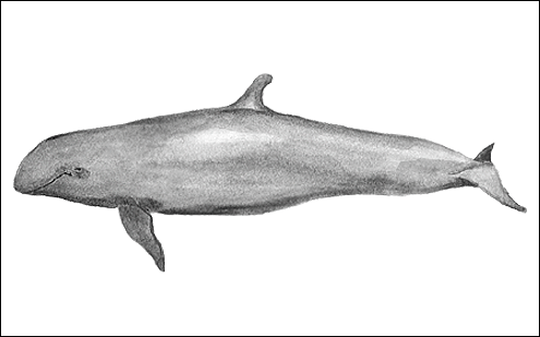 False killer whale. (c) P Hamilton 