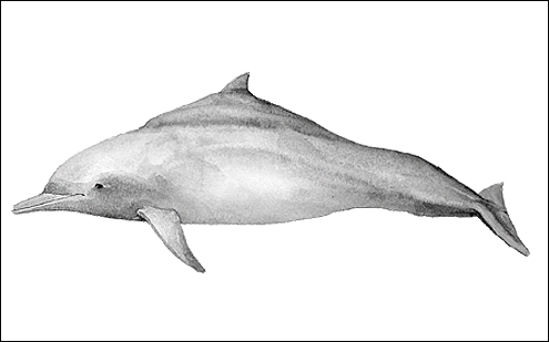Indo-Pacific humpback dolphin. (c) P Hamilton 