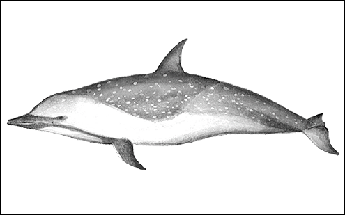 Pantropical spotted dophin, lomod, lumba-lumba. (c) P Hamilton 